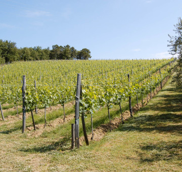 Chianti Wine Tour | The vineyard of Tuscany